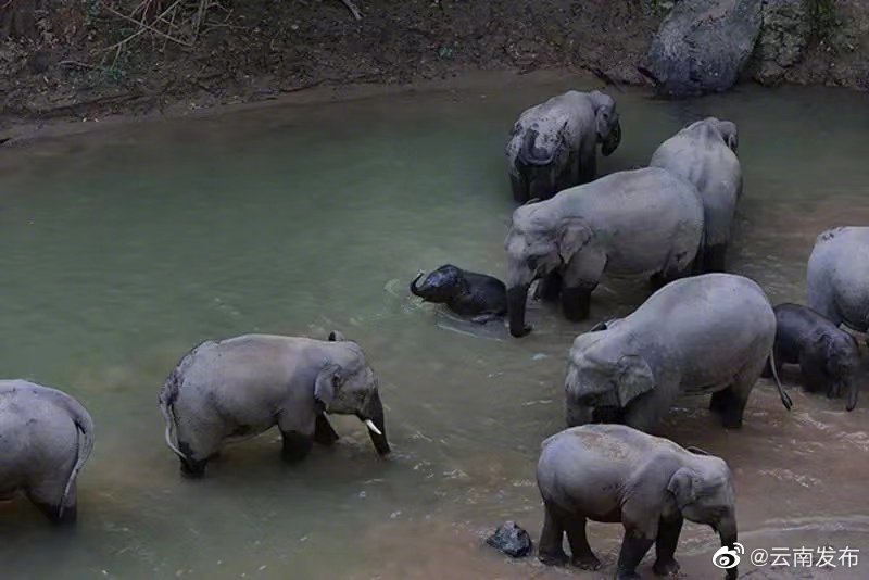 “云南发布”微博