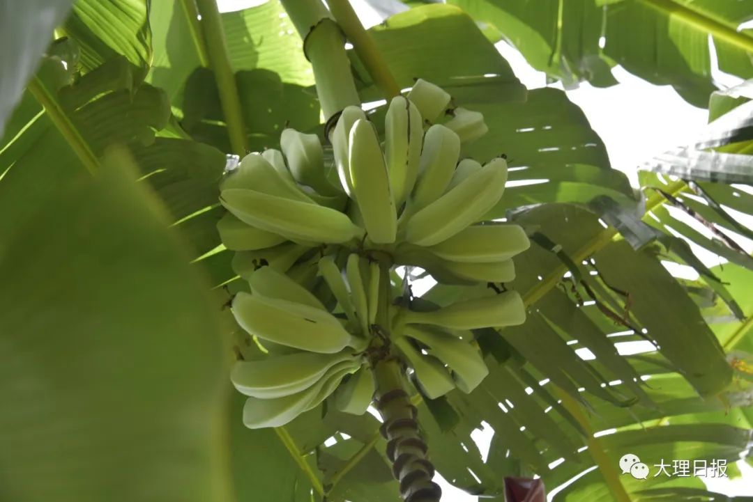 大理日报