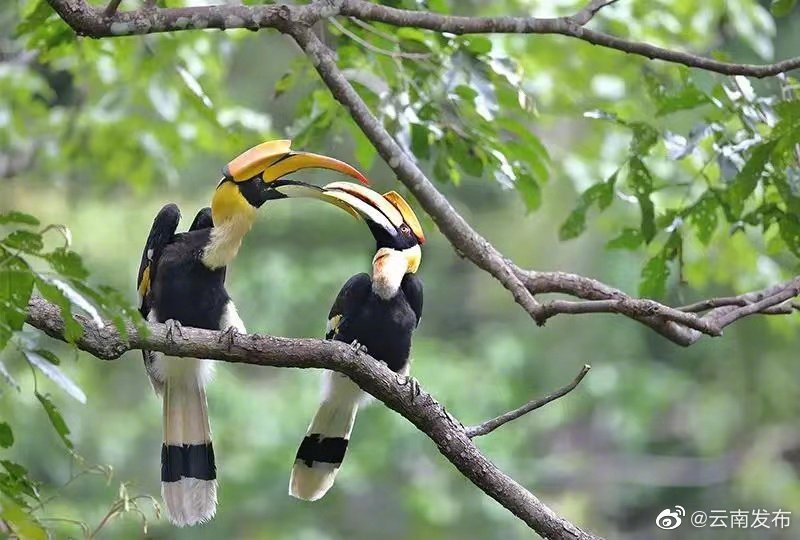 “云南发布”微博