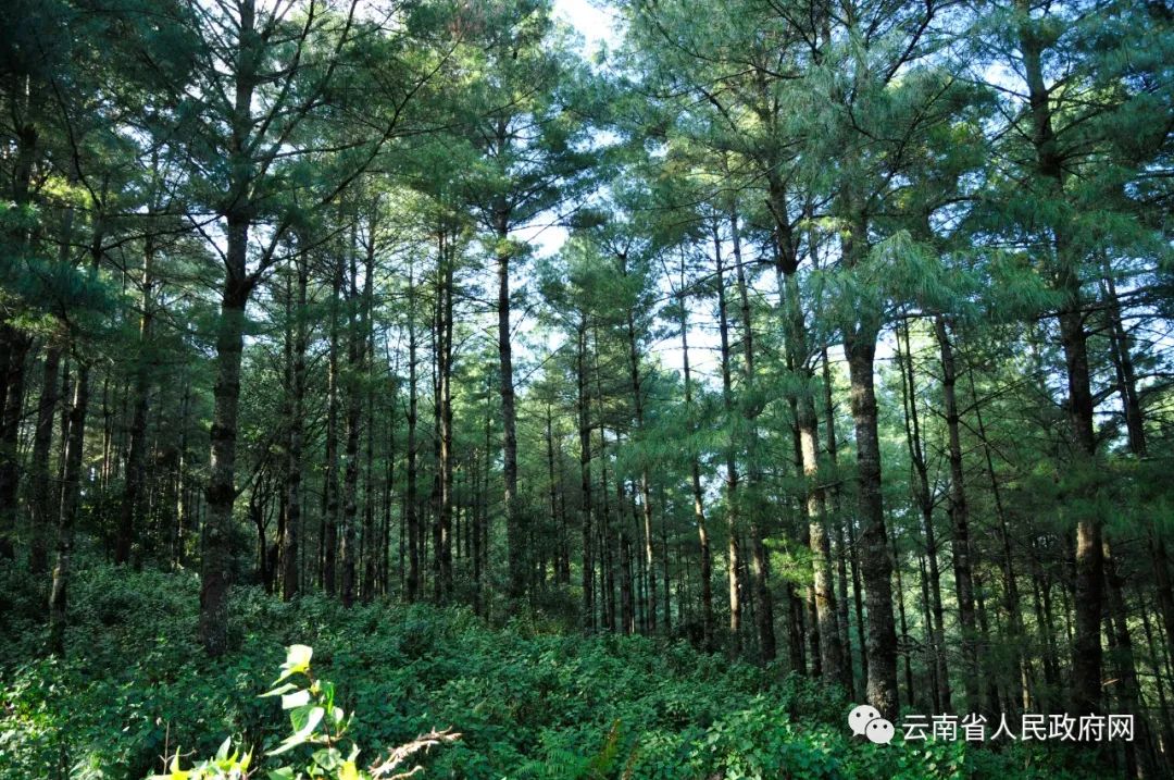 云南省人民政府网