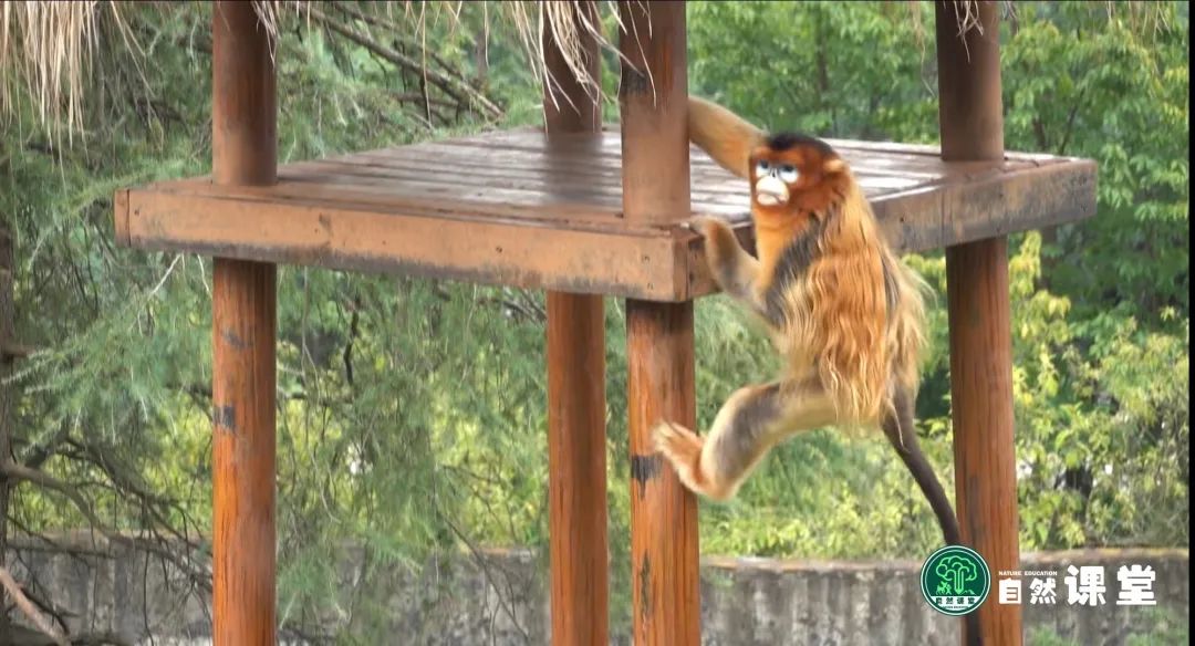 云南野生动物园