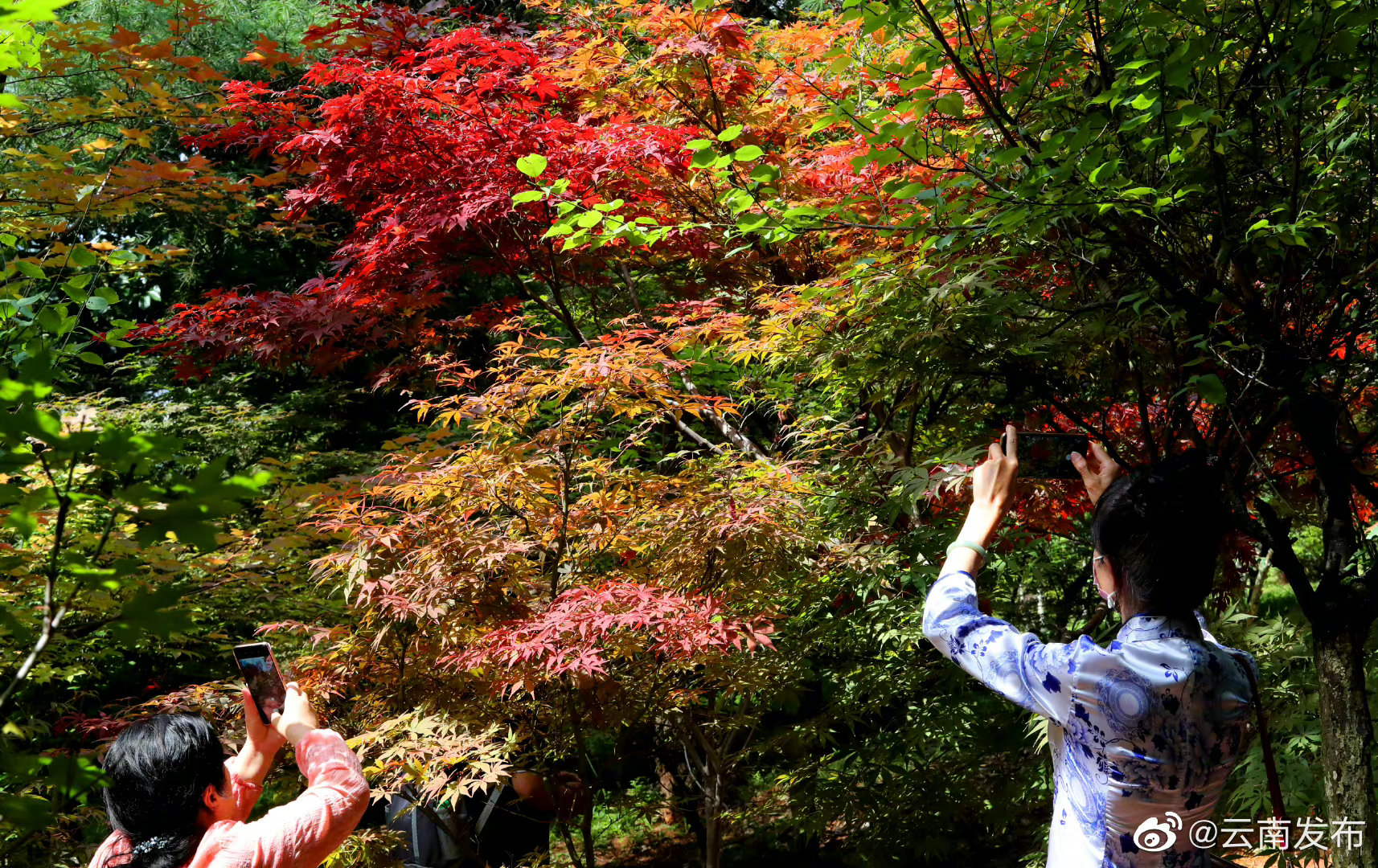 “云南发布”微博