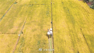 澜沧县：杂交稻旱种喜丰收