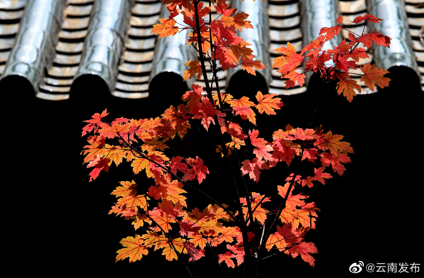 “云南发布”微博