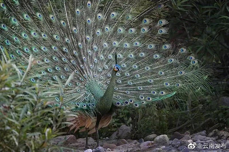 “云南发布”微博