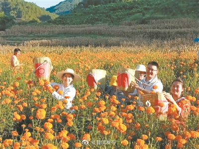 文龙镇：万寿花开庆丰收