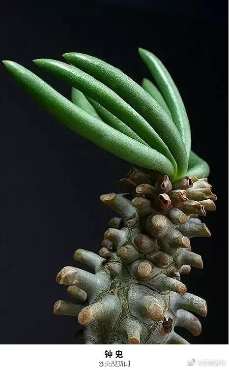 “云南发布”微博