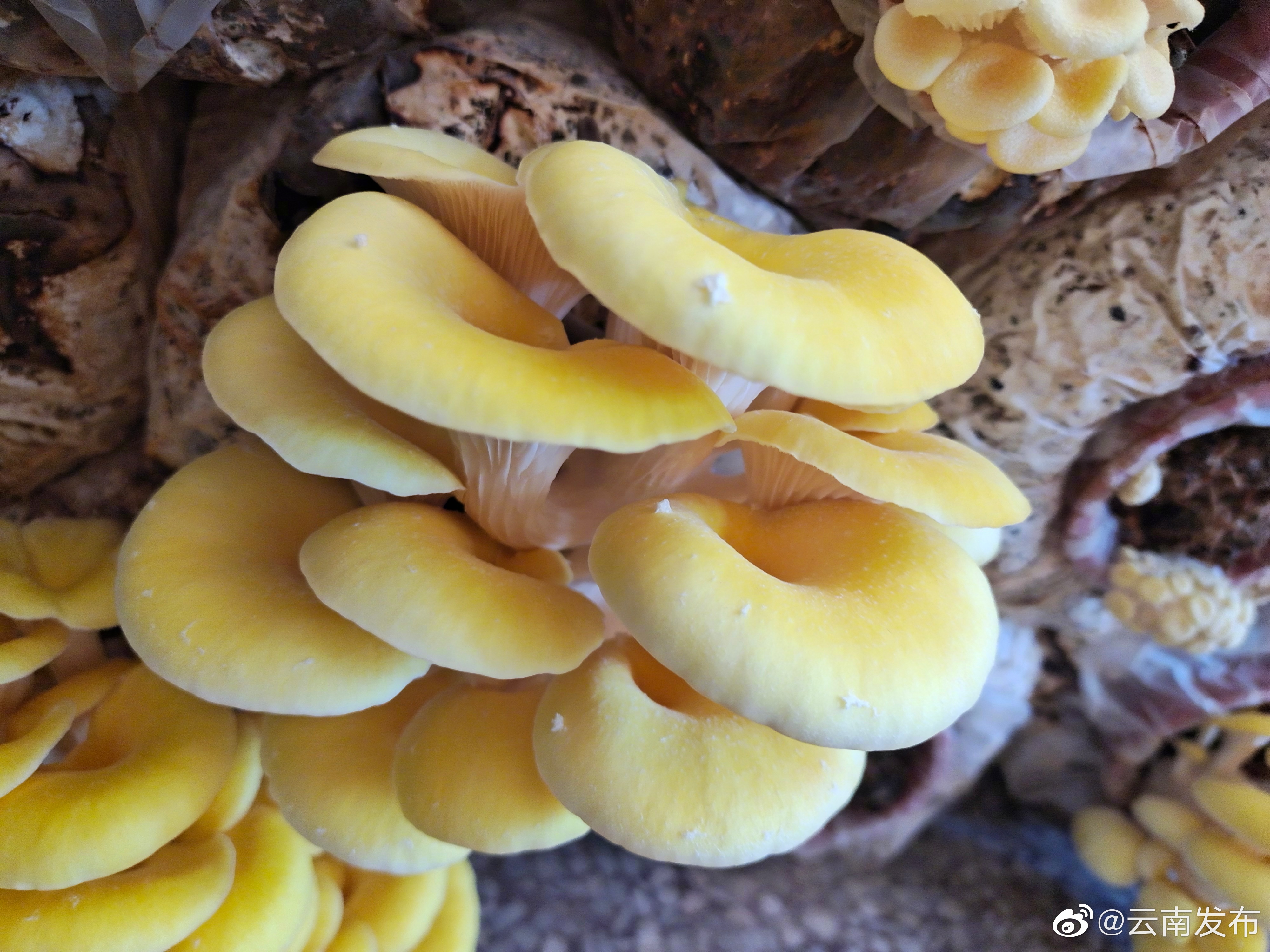 “云南发布”微博