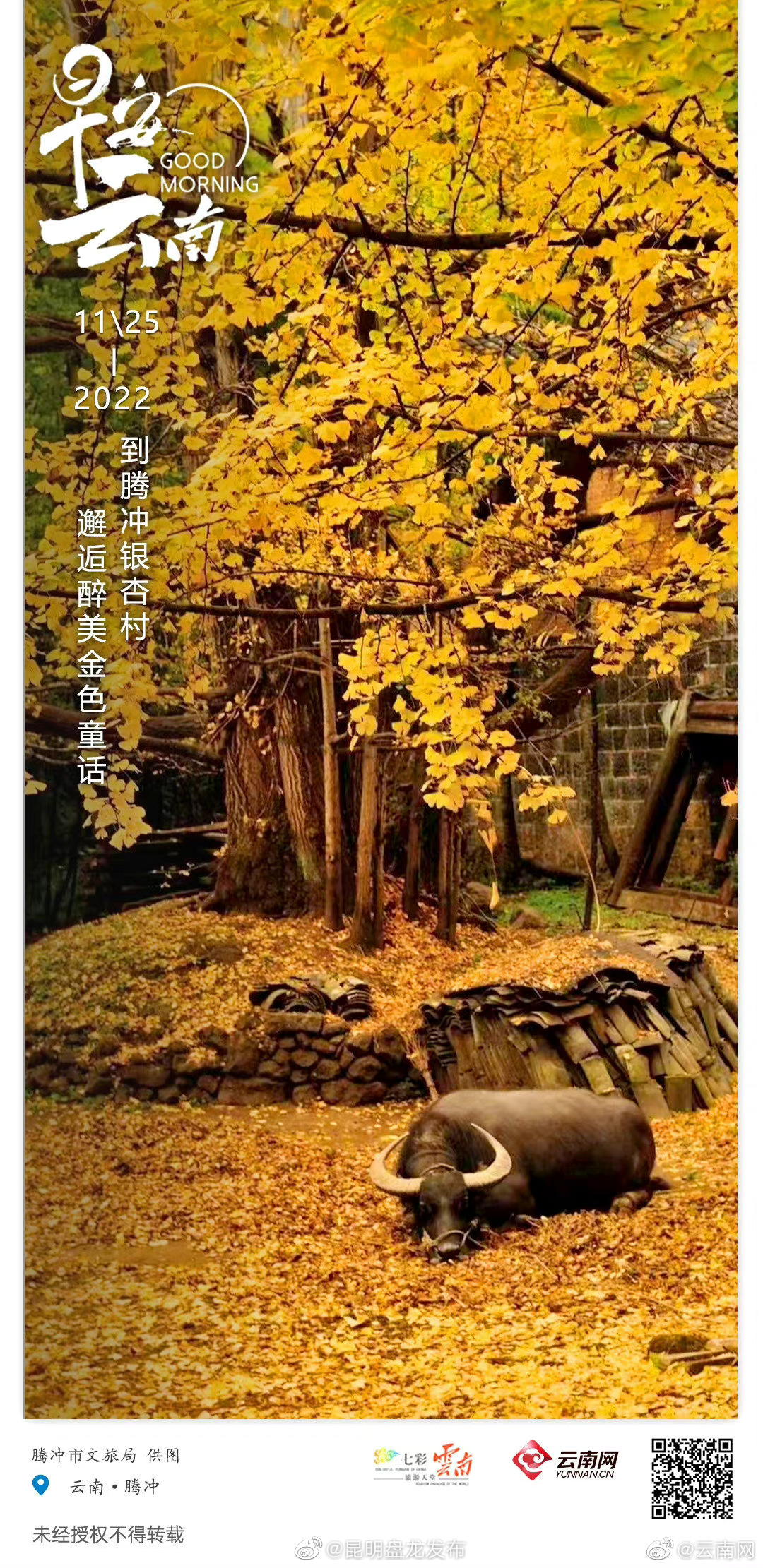 到腾冲银杏村，邂逅醉美金色童话