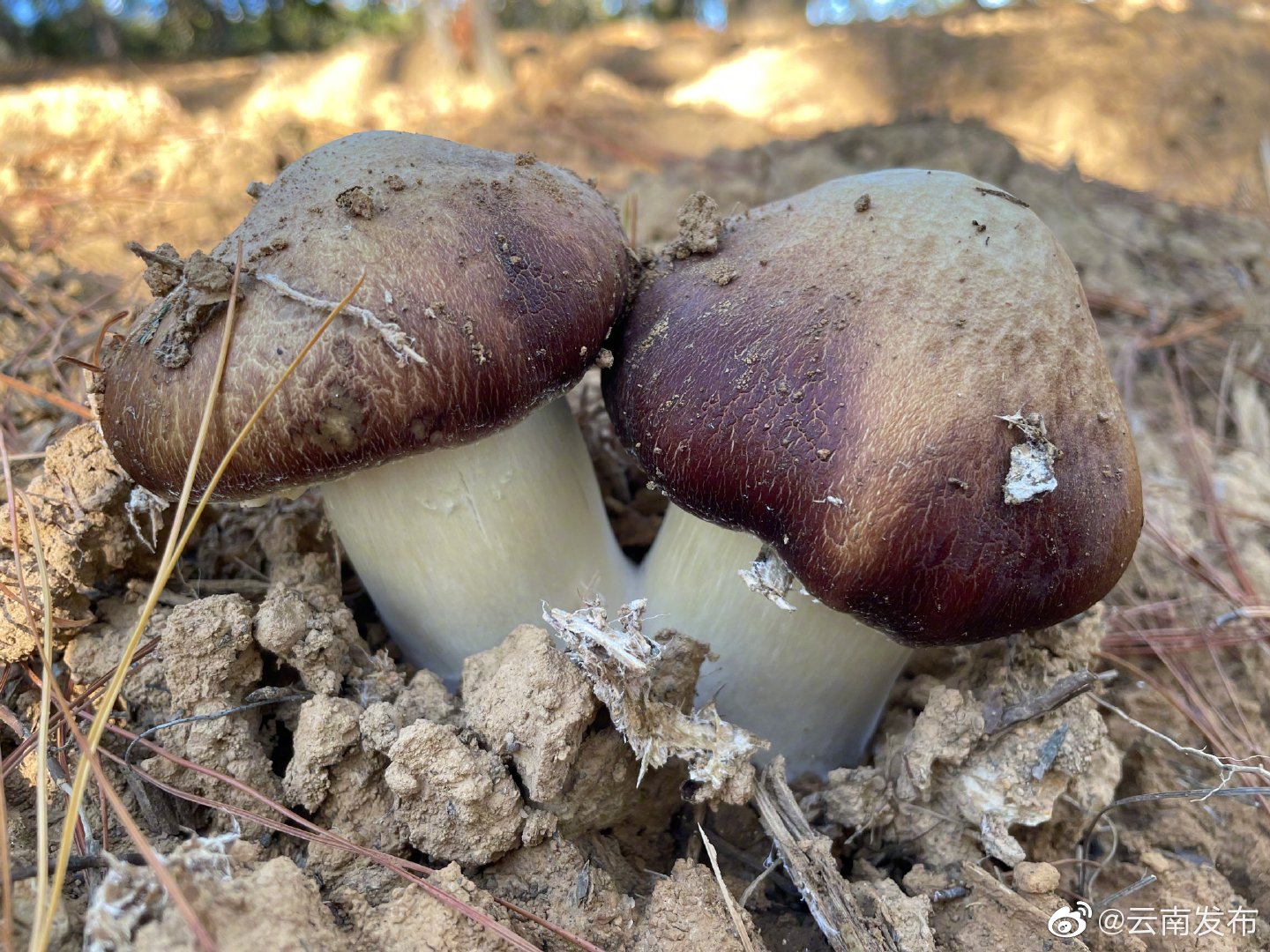 “云南发布”微博