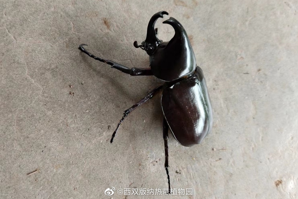 西双版纳热带植物园微博