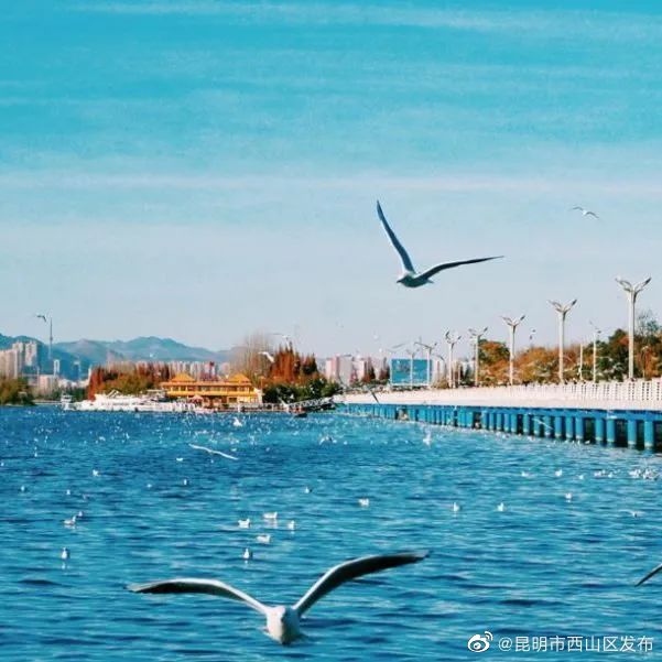 昆明市西山区发布