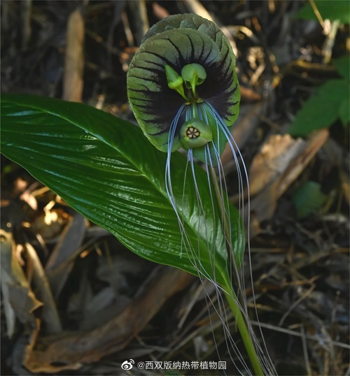 西双版纳热带植物园微博