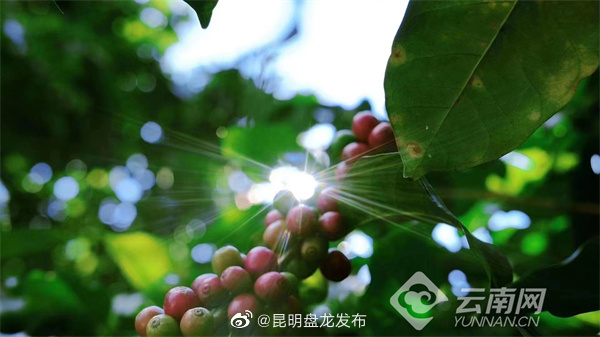 昆明盘龙发布