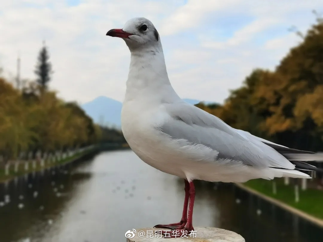 “昆明五华发布”微博