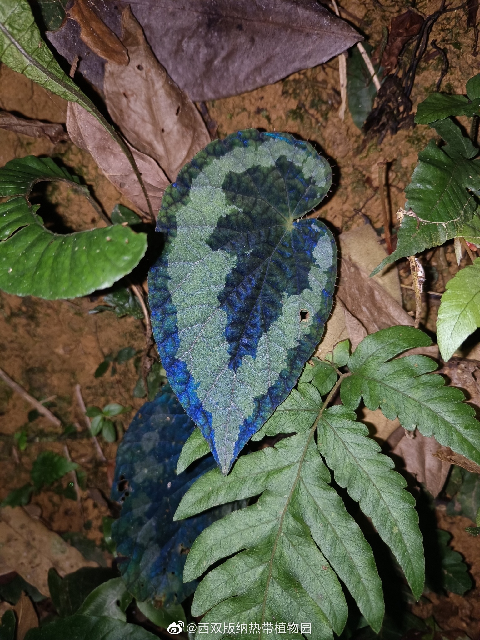 西双版纳热带植物园微博