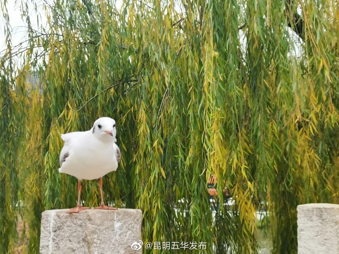 “昆明五华发布”微博