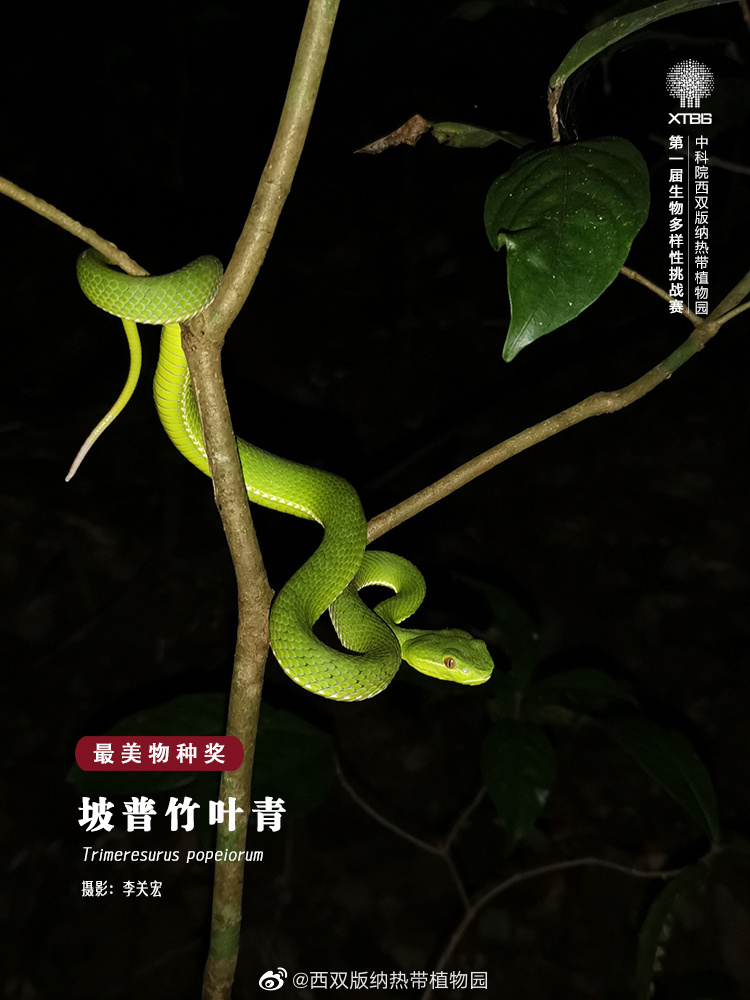 西双版纳热带植物园微博
