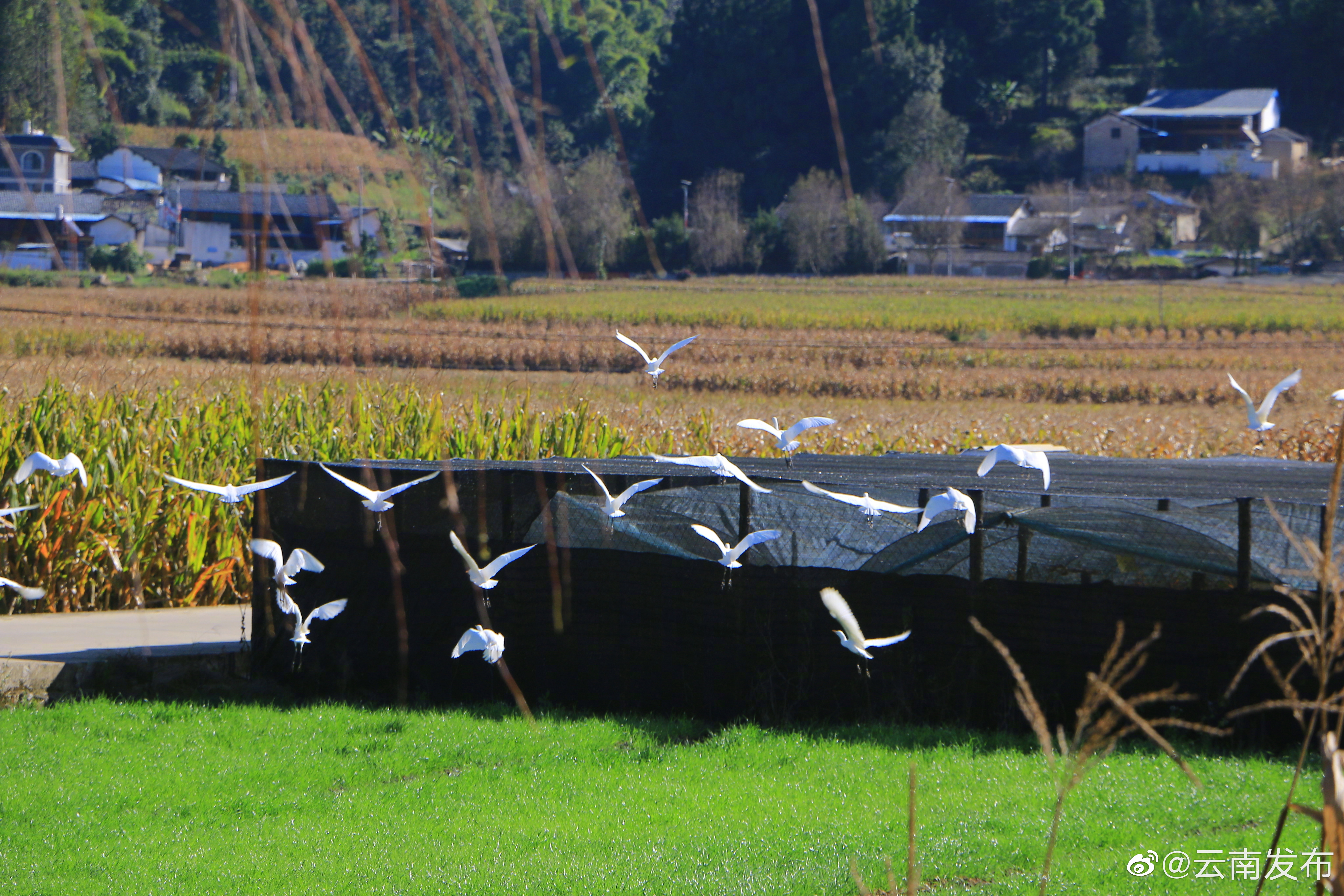 “云南发布”微博