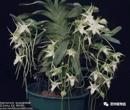 昆明植物园