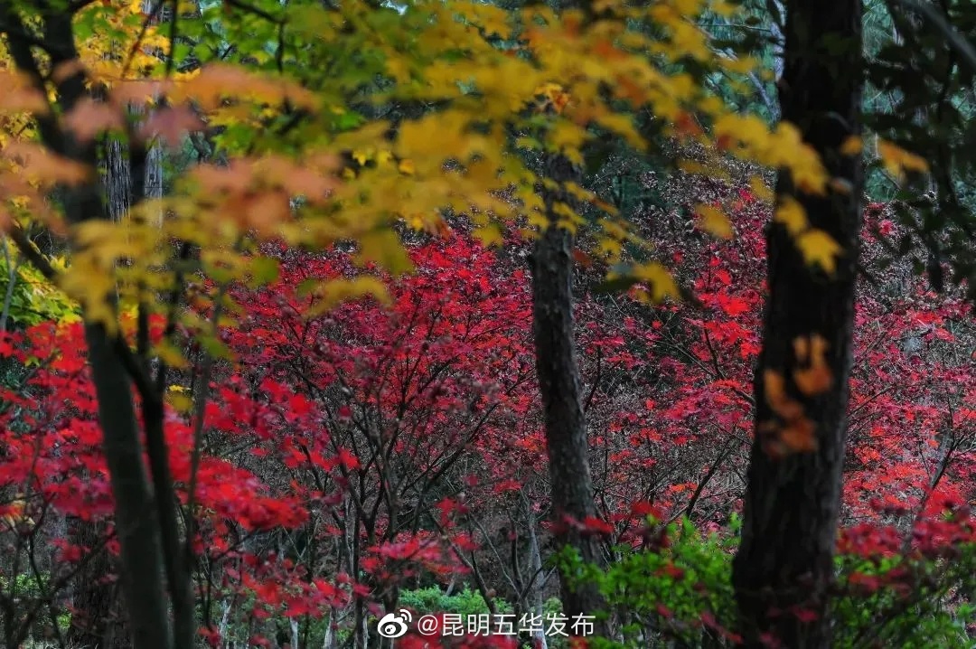 “昆明五华发布”微博