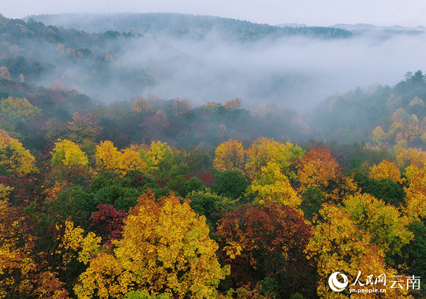 新华网云南频道