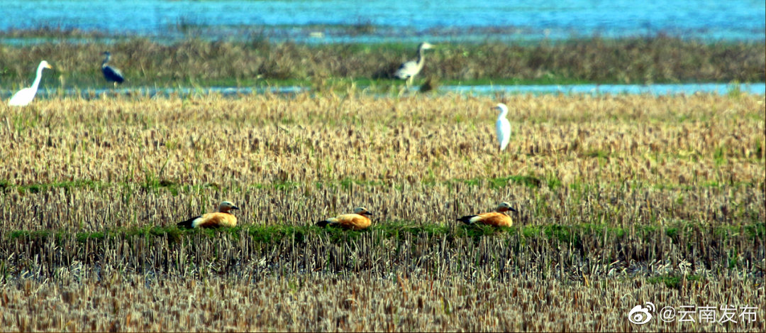 “云南发布”微博