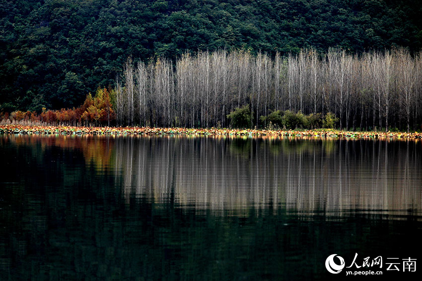 新华网云南频道