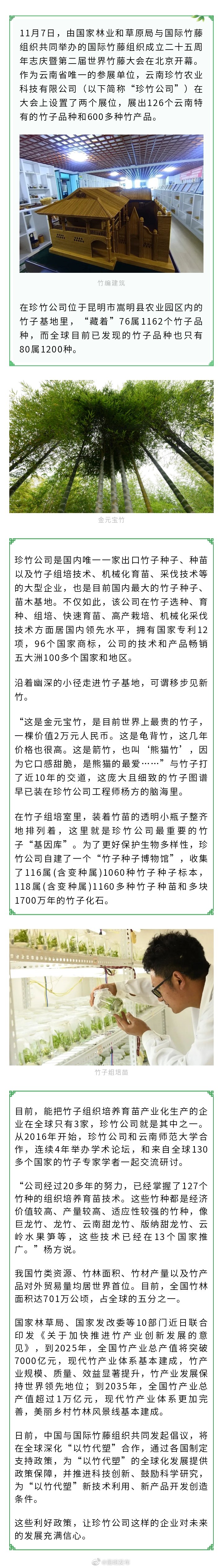 昆明藏着国内最大的竹子种子、苗木基地