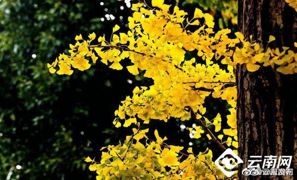 “云南发布”微博