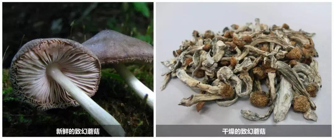 石林融媒