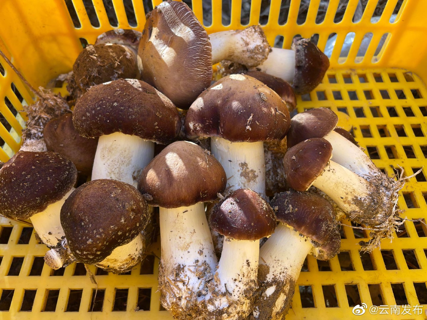 “云南发布”微博