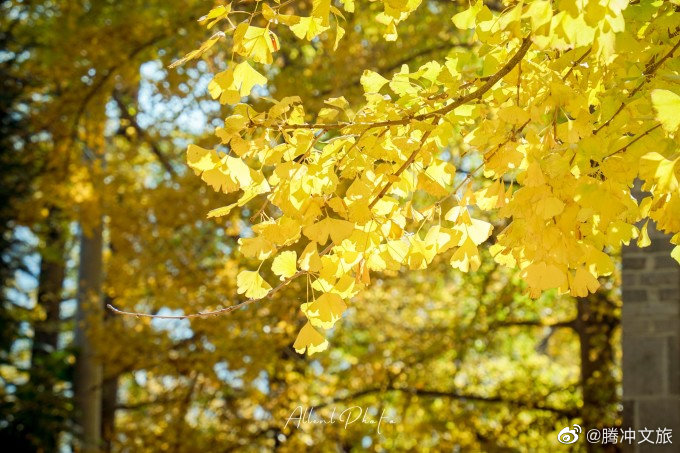 腾冲文旅微博