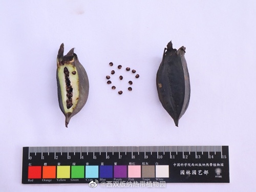 西双版纳热带植物园微博