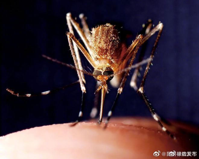 转基因雄蚊使后代无法活到成年 实验社区蚊子总数减少96%