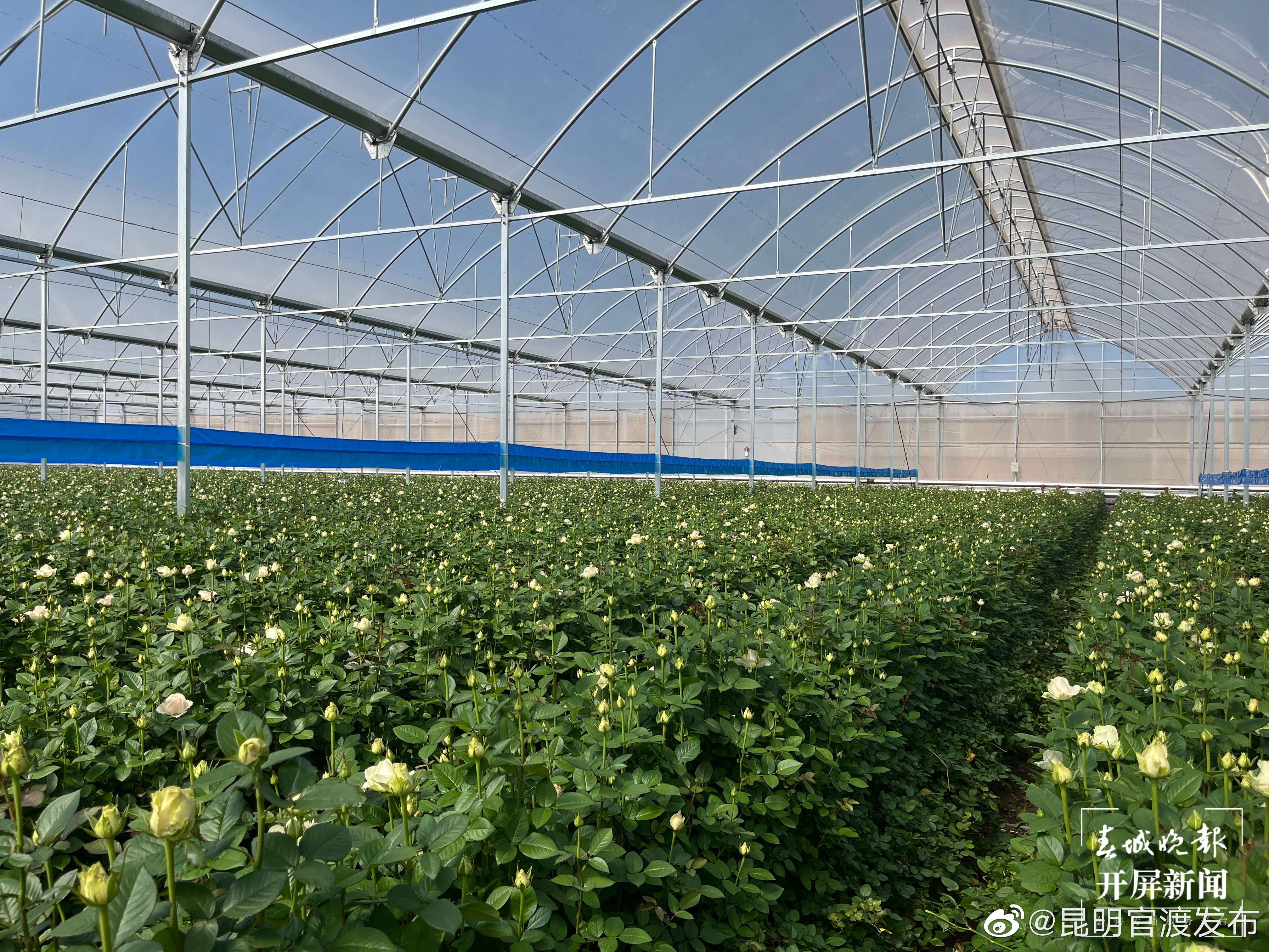 “昆明官渡发布”微博