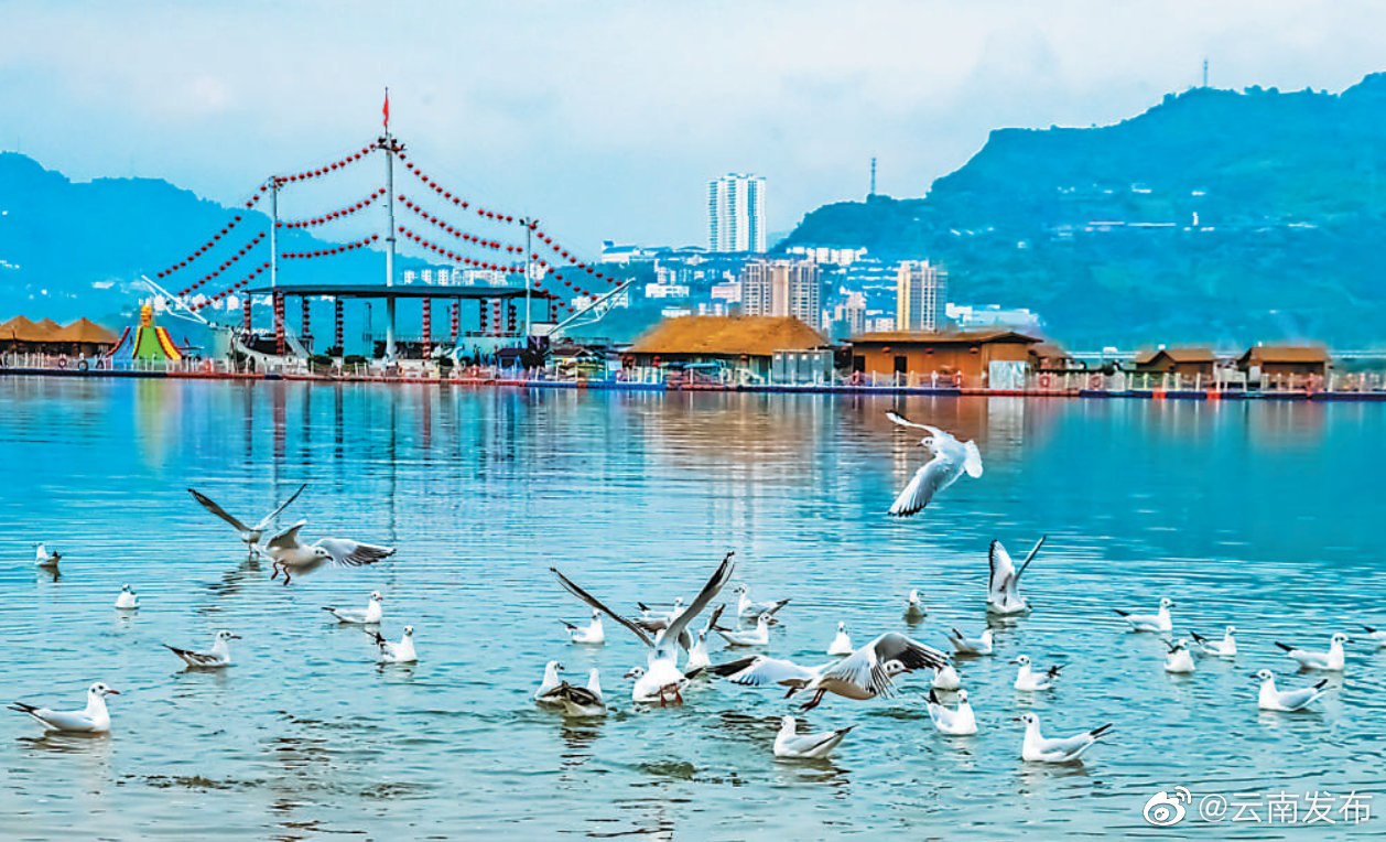 看！昭通绥江县金沙江上有不少红嘴鸥