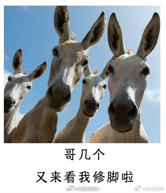为何越来越多人爱看解压视频