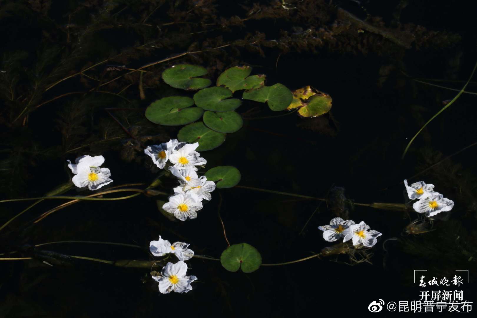 昆明晋宁发布