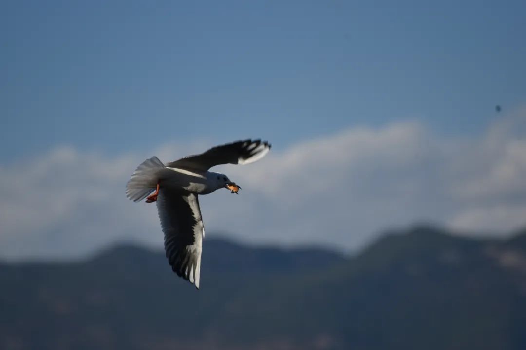 丽江日报