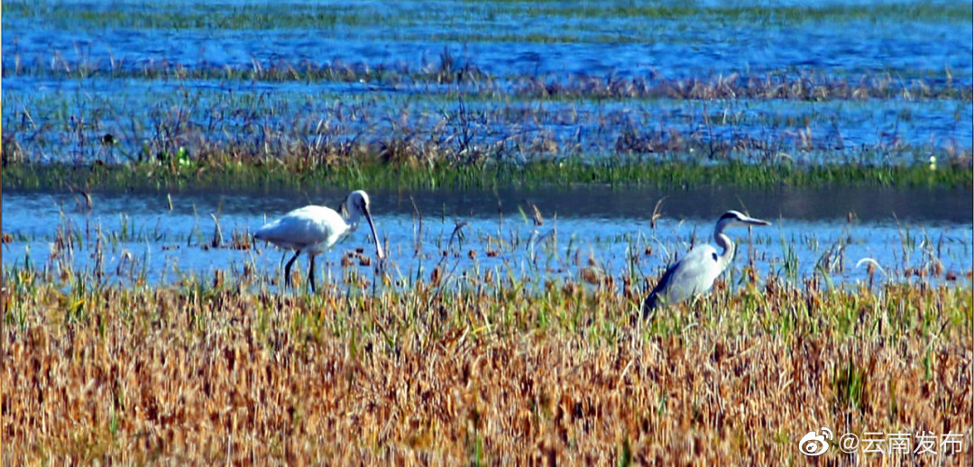 “云南发布”微博