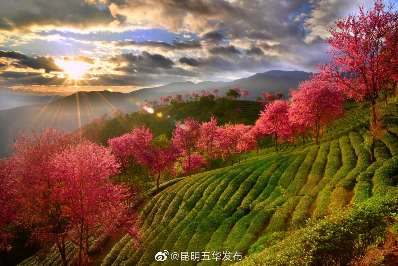 “昆明五华发布”微博