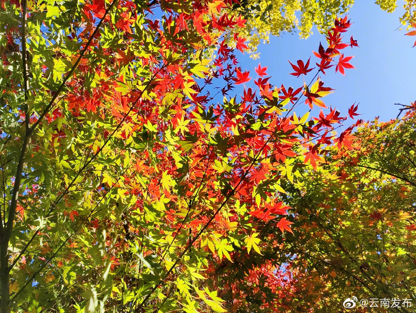 “云南发布”微博