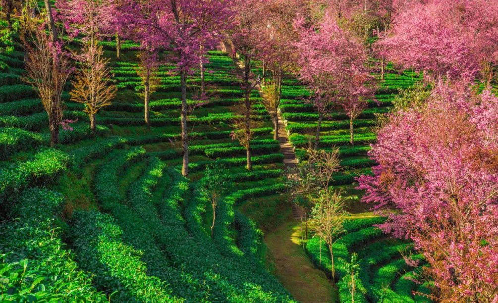 一部手机游云南