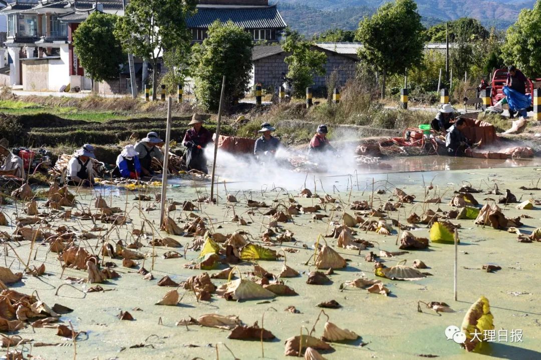 大理日报