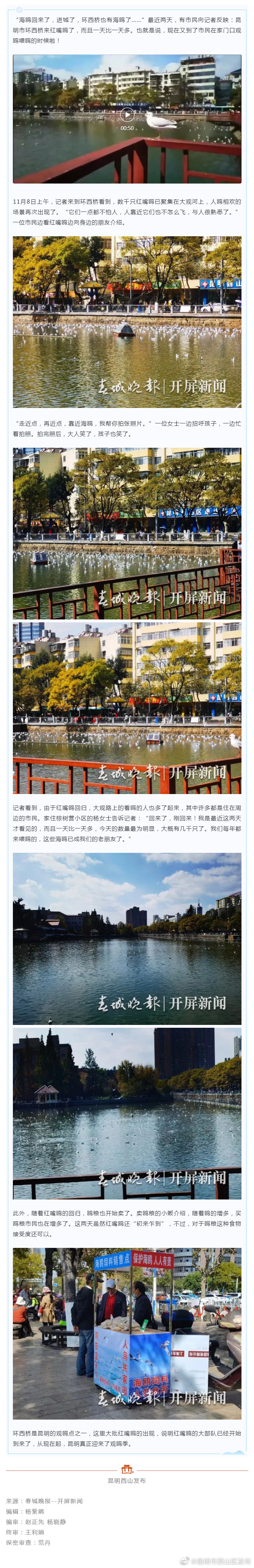 海鸥已进昆明城 环西桥落下数千只