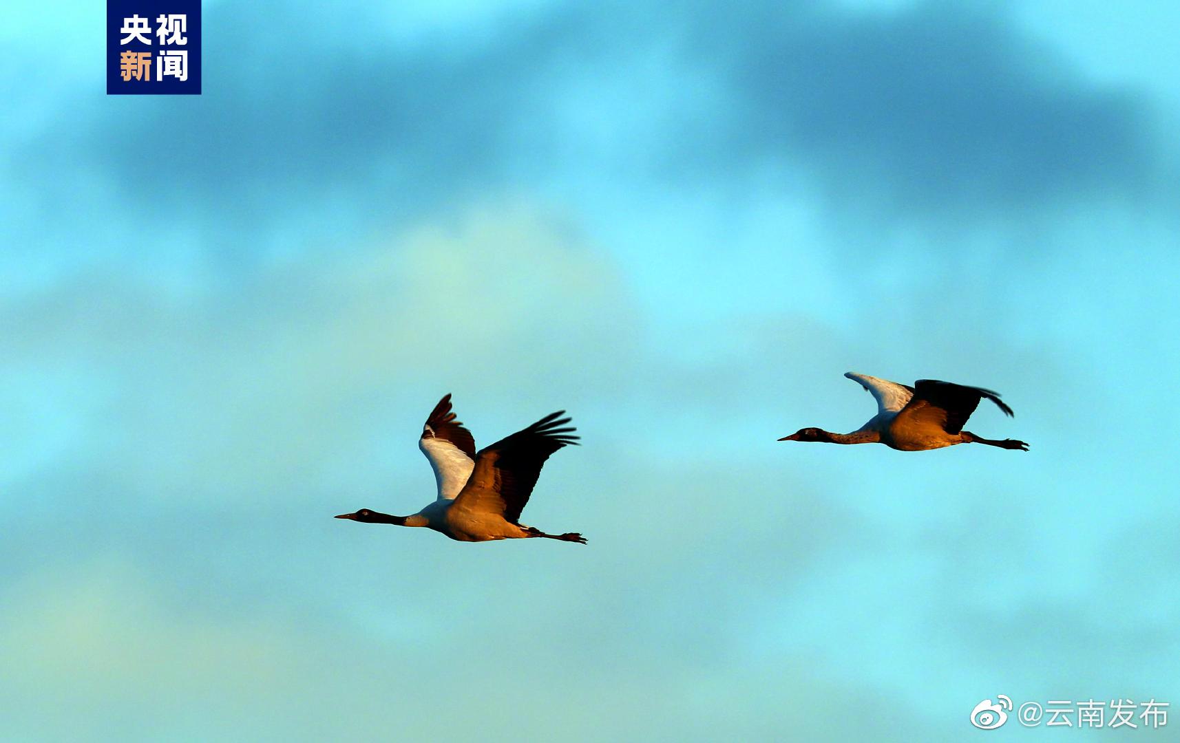 “云南发布”微博