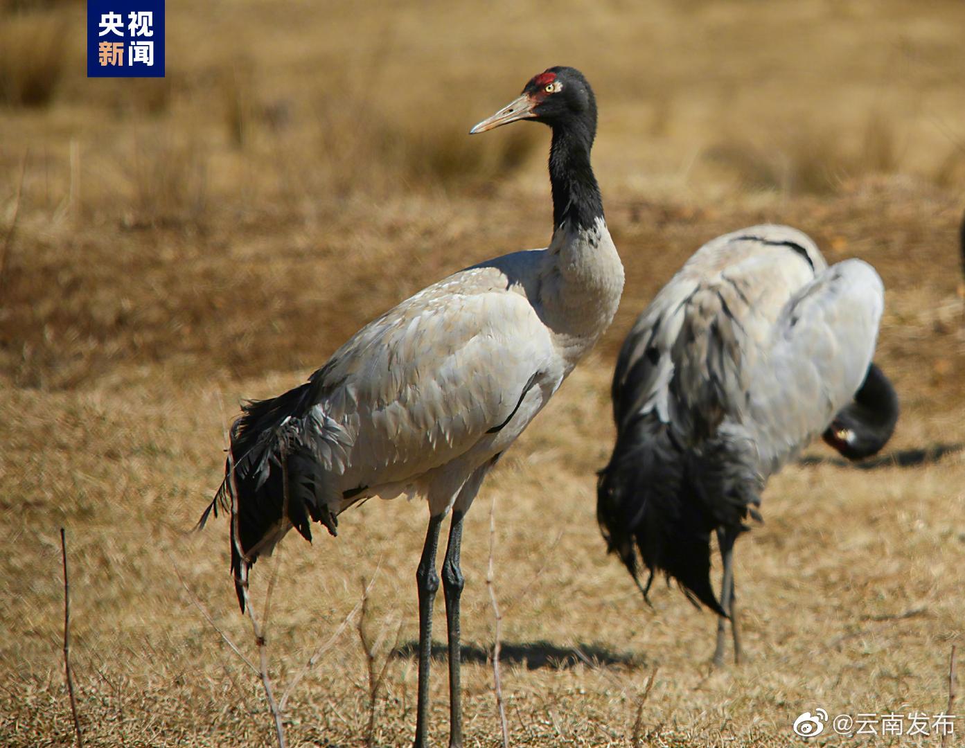 “云南发布”微博