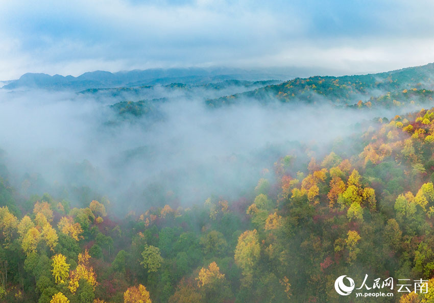 新华网云南频道