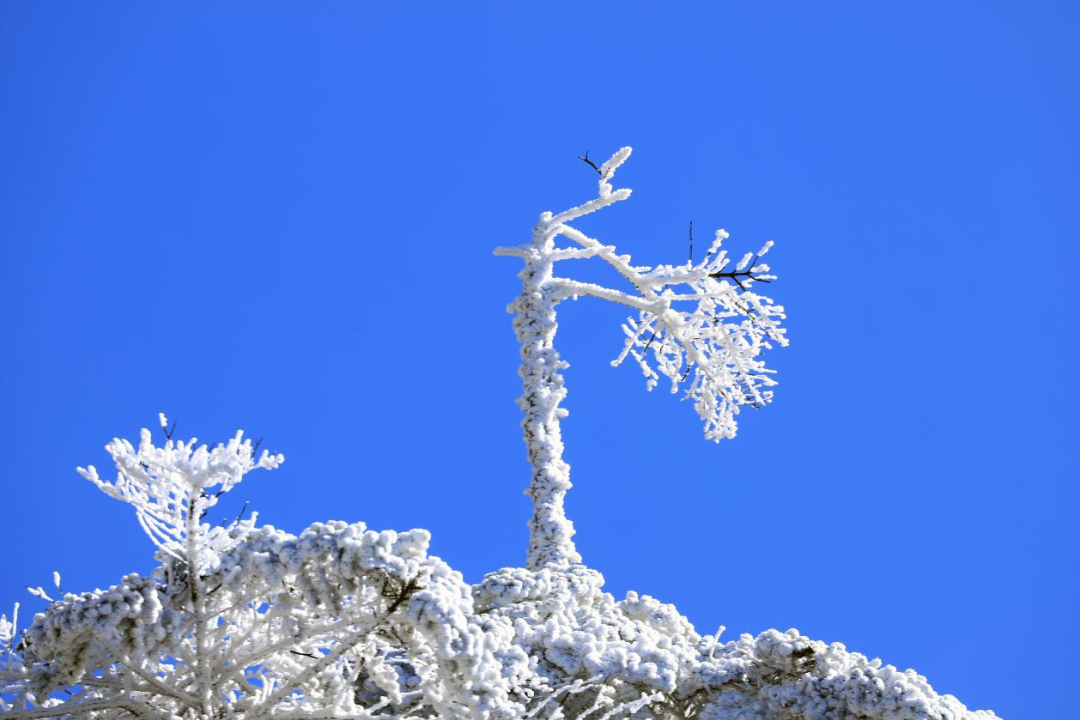 昆明轿子山旅游